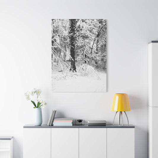Serene Winter Wonderland in the Woods - Canvas Wall Art